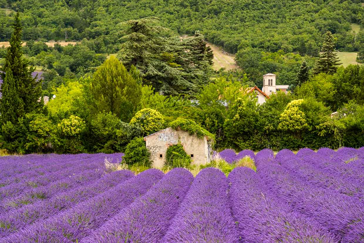 Vivid purple lavender field with old stone house in the middle. In the valley of the Drome, the Alps meet Provence / © Photo: Georg Berg