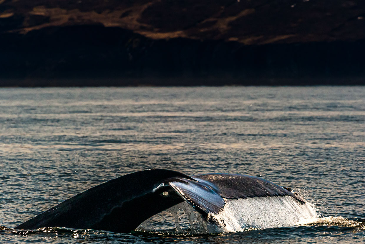 Tail fin of a humpback whale. Numerous boats depart from Húsavík (Iceland) for whale watching. The highlight is the tail fin when the large mammals dive / © Photo: Georg Berg