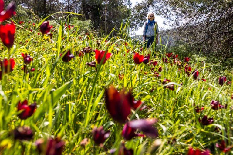 Only in the months of March and April and only in Cyprus these tulips bloom / © Photo: Georg Berg
