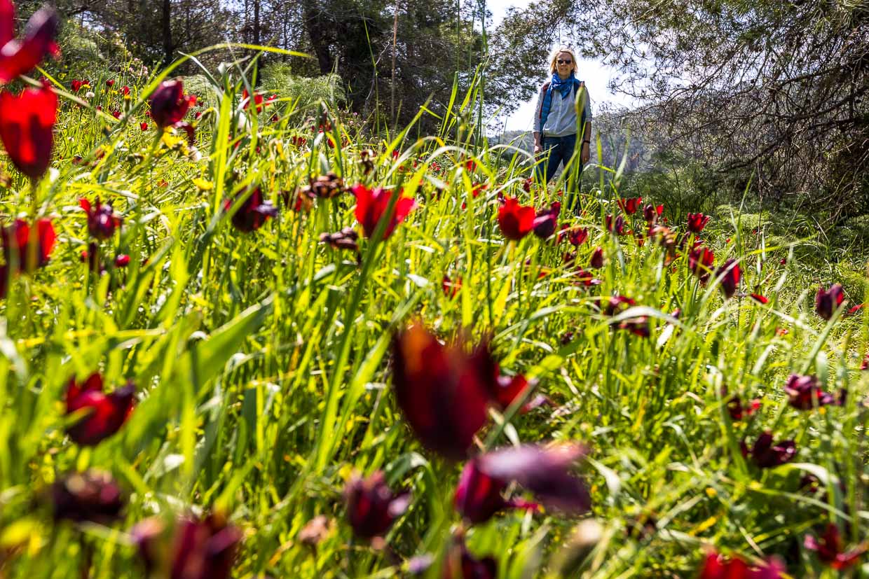Only in the months of March and April and only in Cyprus these tulips bloom / © Photo: Georg Berg