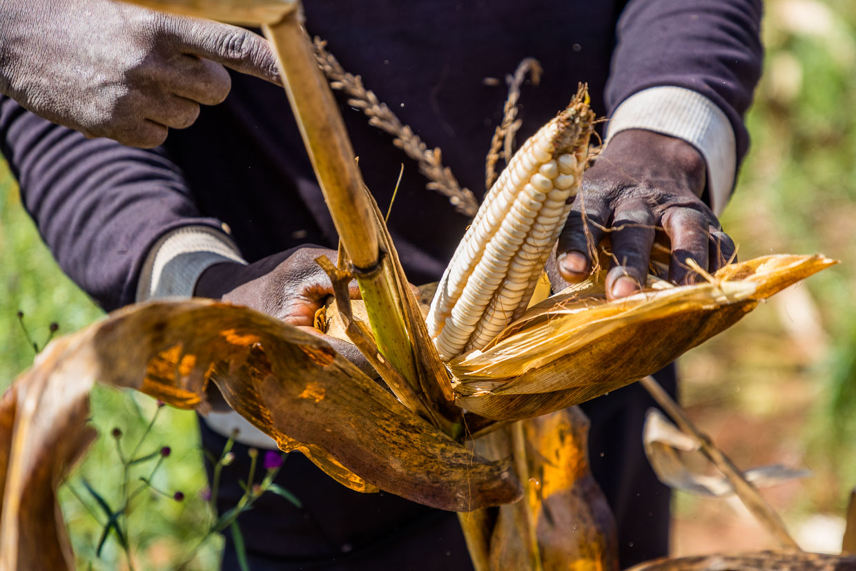 White corn is harvested by hand. The corn is milled into cornmeal, which is used to prepare the national dish nzima / © Photo: Georg Berg