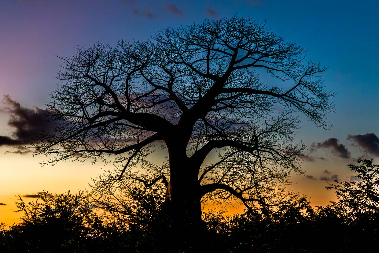 Baobab – Tree of Life