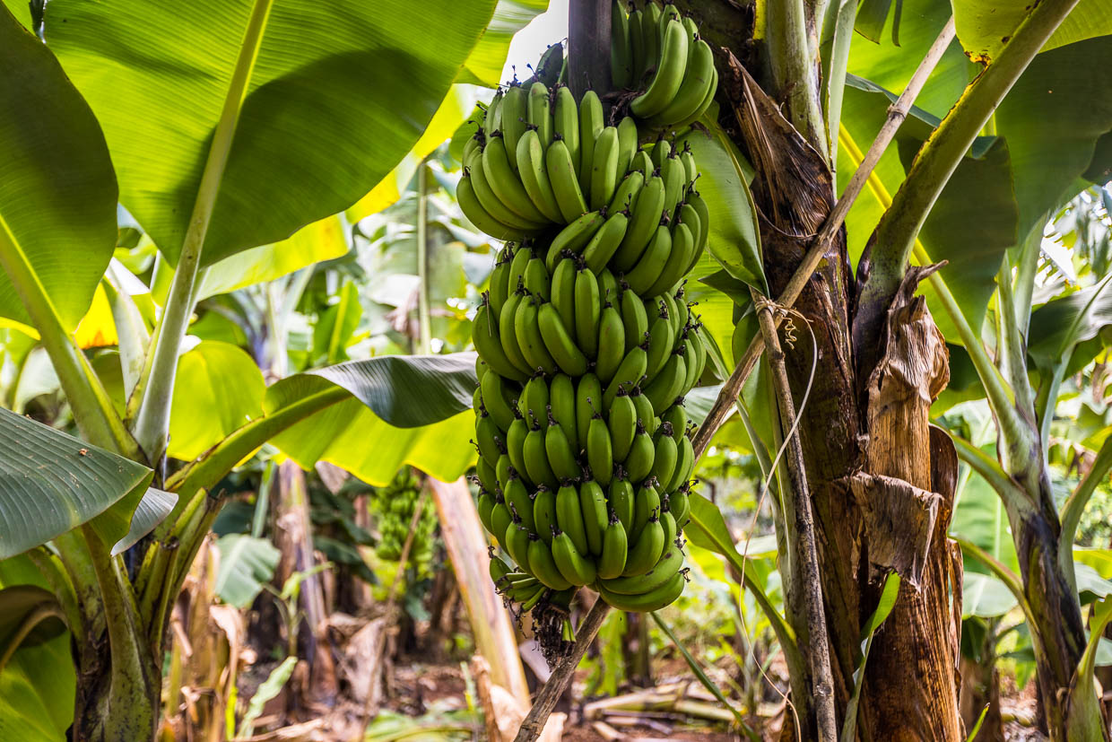 Bananas do not grow on trees, but on perennials. Only once in its short life does a banana plant bear fruit and then die / © Photo: Georg Berg