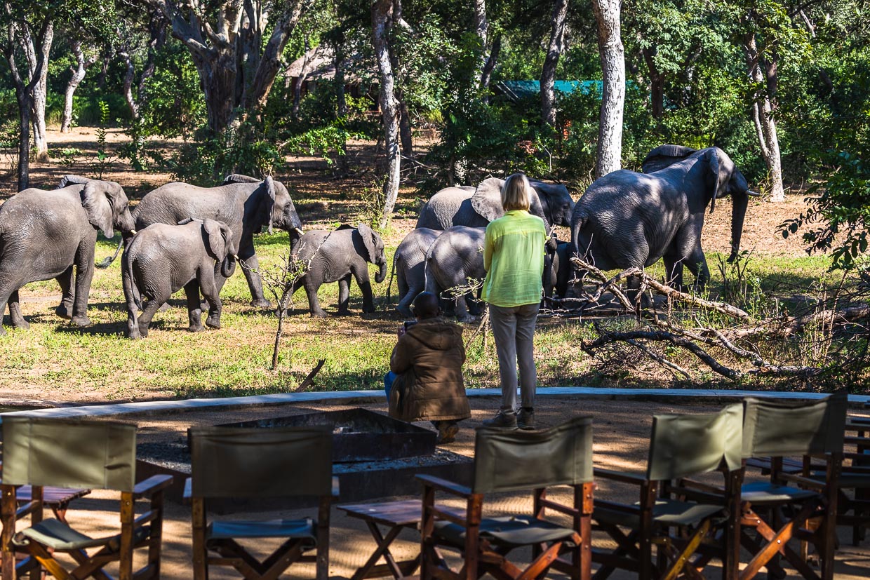 The watering hole at Thawale Lodge in Majete Wildllife Reserve is visited by a herd of elephants with young / © Photo: Georg Berg