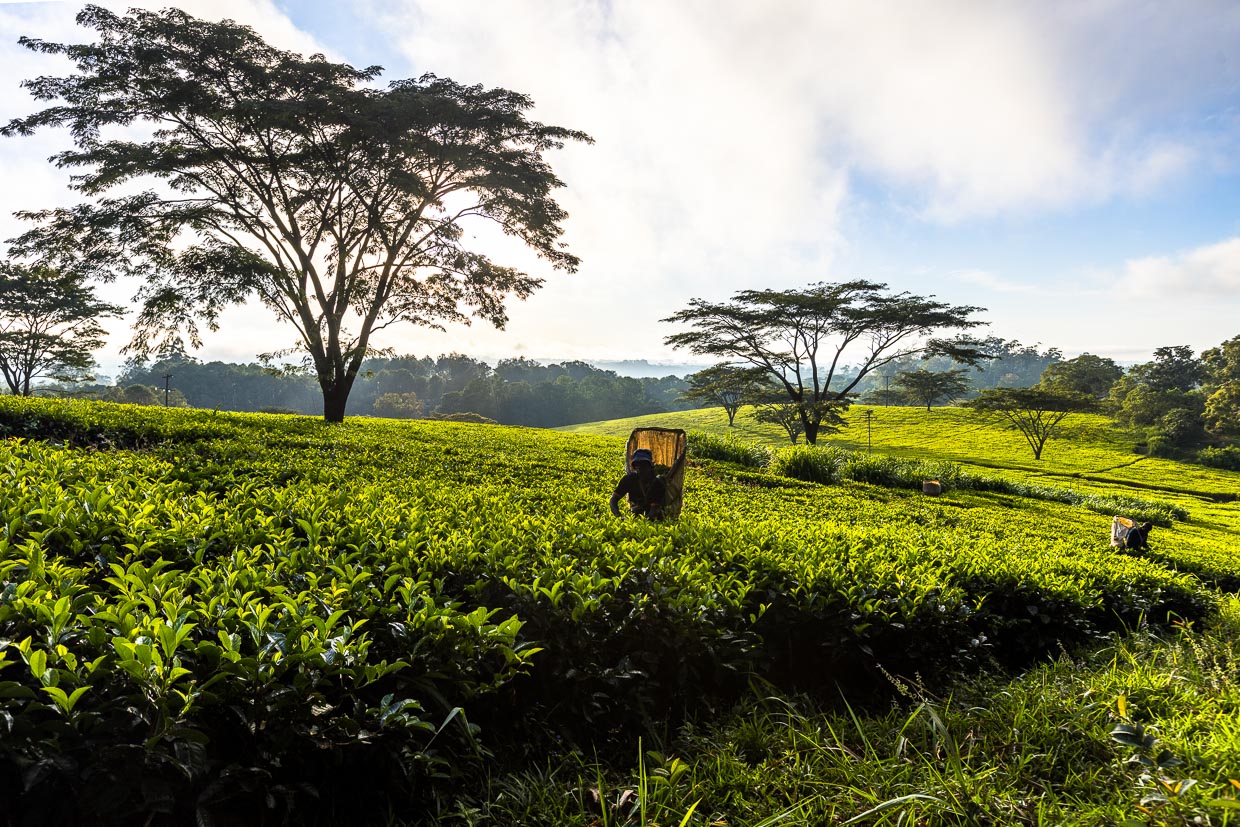 Tea cultivation in Malawi