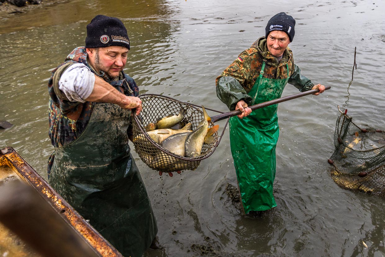 Two fishermen with a net full of mirror carp / © Photo: Georg Berg
