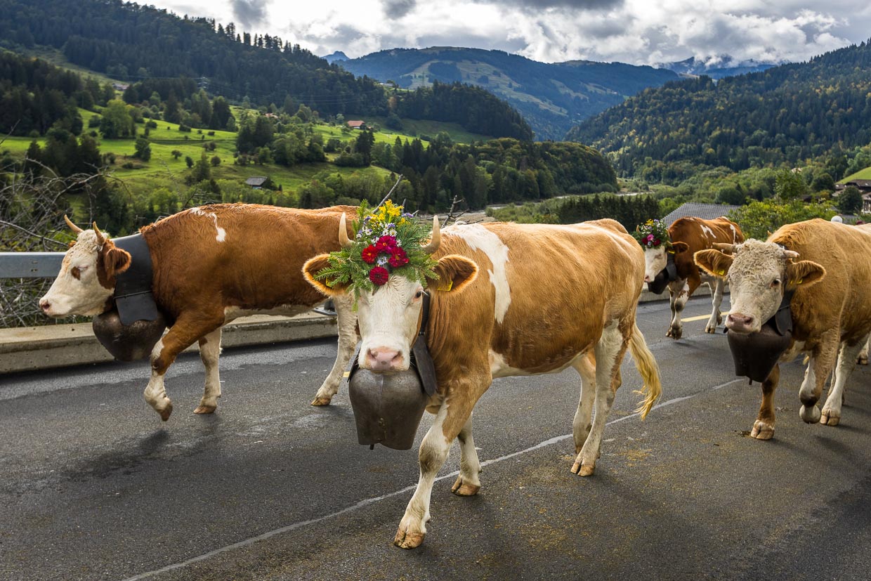 Alpine procession in Plaffeien. Every year in the fall, the cattle are driven back to the village from summering on the alp in a procession / © Photo: Georg Berg