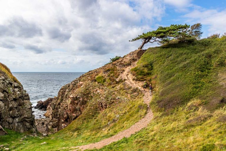 The coastal path in the Kullaberg nature reserve winds its way up to a striking freestanding pine tree bent by the wind / © Photo: Georg Berg