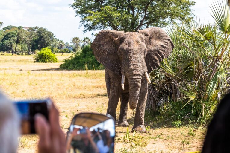 In Liwonde National Park you can get very close to the animals. Here a young bull elephant a few meters away from the safari vehicle of Kutchire Lodge / © Photo: Georg Berg