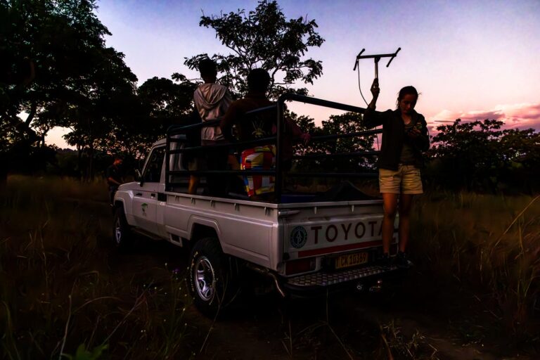 Using an antenna, a Volunteer Monitoring Manager at Majete Wildlife Reserve takes bearings on the lioness who is to receive a new radio collar / © Photo: Georg Berg